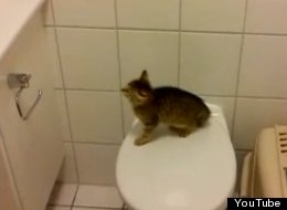 WATCH: The Best Seven-Second Kitten Video You'll See Today