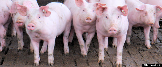 Pigs