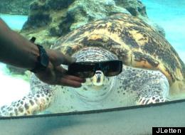Is This The Coolest Turtle Ever?