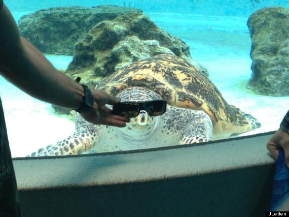 sea turtle