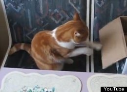 WATCH: Cat Does Boxing Training