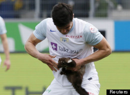 Une fouine interrompt un match et mord un joueur de soccer (VIDÉO)
