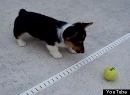 WATCH: Corgi Puppy Vs Tennis Ball 