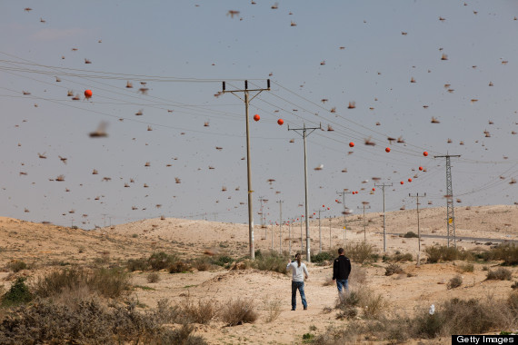 locusts