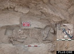 Sacrificial Donkey Was Buried With Trappings Of Wealth