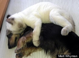 LOOK: Cat Spoons Dog - The Cutest Tumblr Ever?