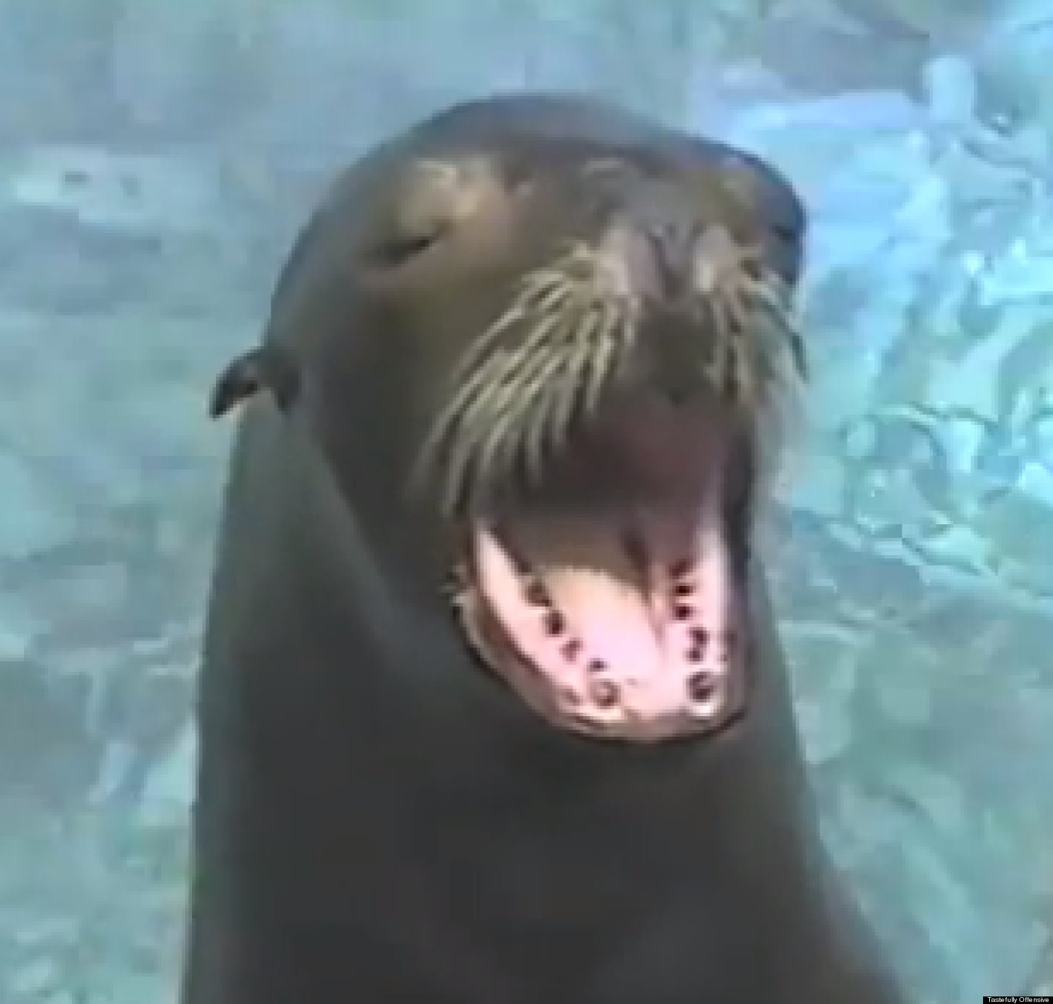 Seals Yelling Like Humans (VIDEO) HuffPost