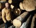 Contest Winner Transforms Dead Wood Into Eco-Furniture