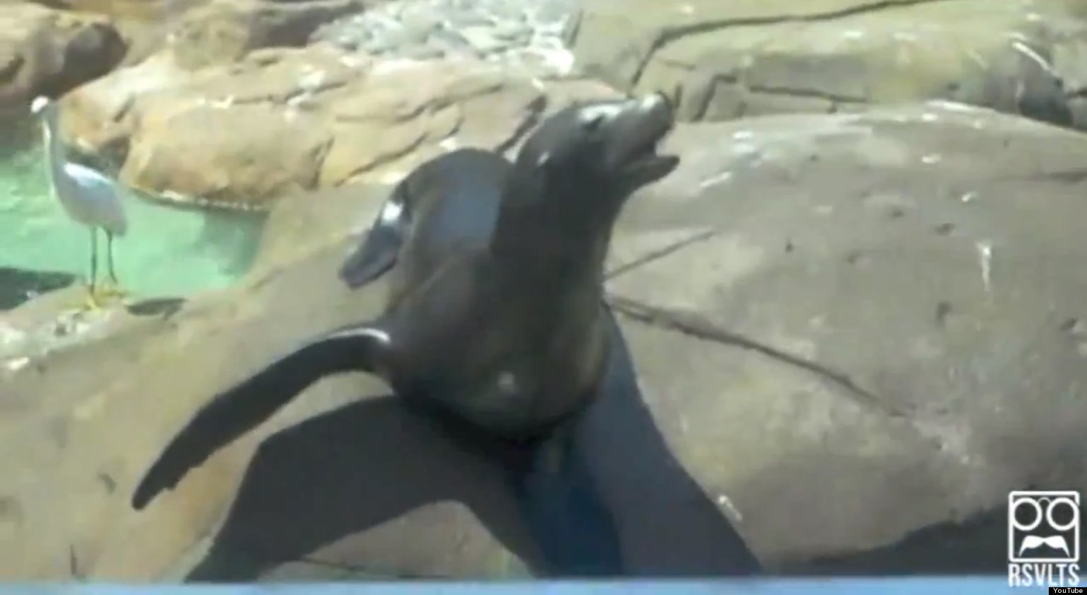 Seals Yelling Like Humans (VIDEO) HuffPost UK