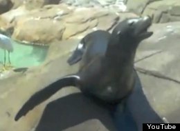WATCH: Seals Yelling Like Humans