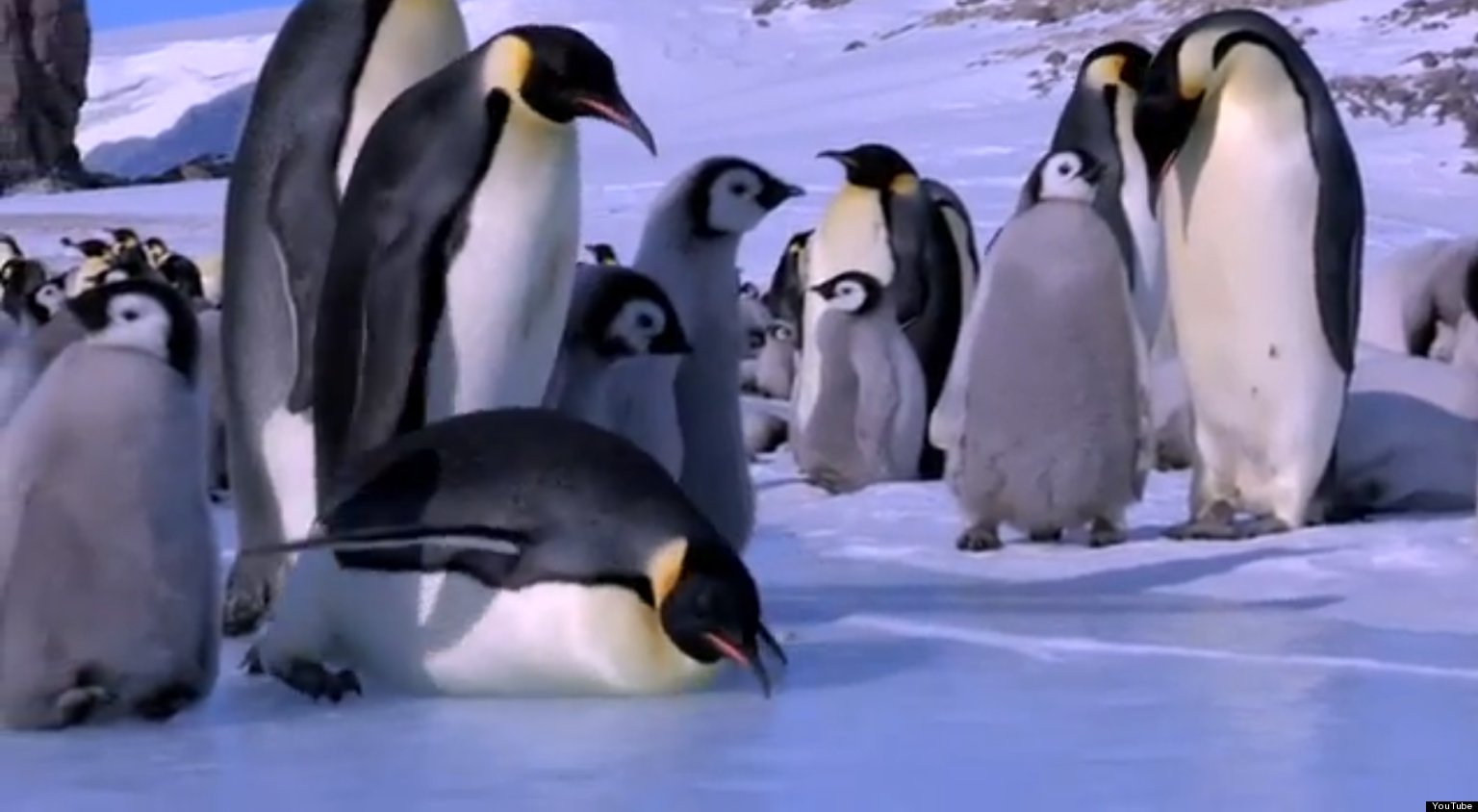 BBC Penguins - Spy In The Huddle: The Blooper Reel (VIDEO) | HuffPost UK