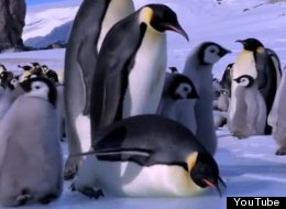 WATCH: Adorable Penguin Bloopers