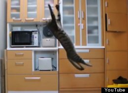 WATCH: Sign This Cat Up As A Goalkeeper!