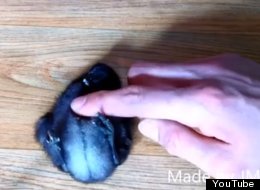 WATCH: How To Make A Baby Bird Fall Asleep
