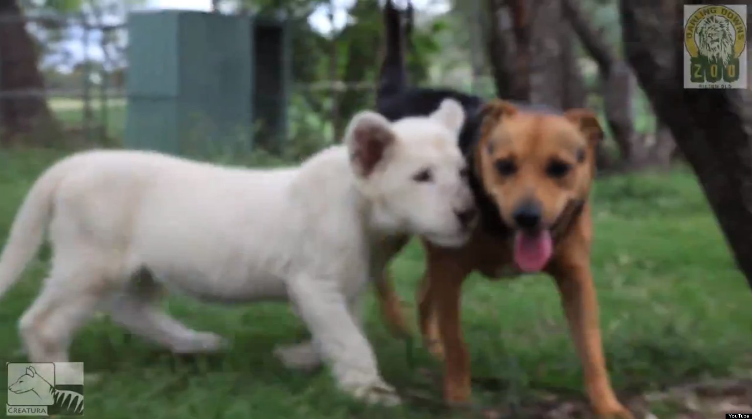 Dog And Rare White Lion Cub Are Best Friends (VIDEO) HuffPost