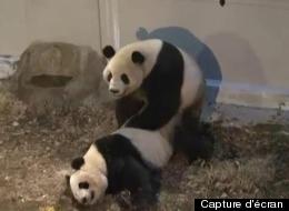 La sextape des pandas géants (VIDÉO)