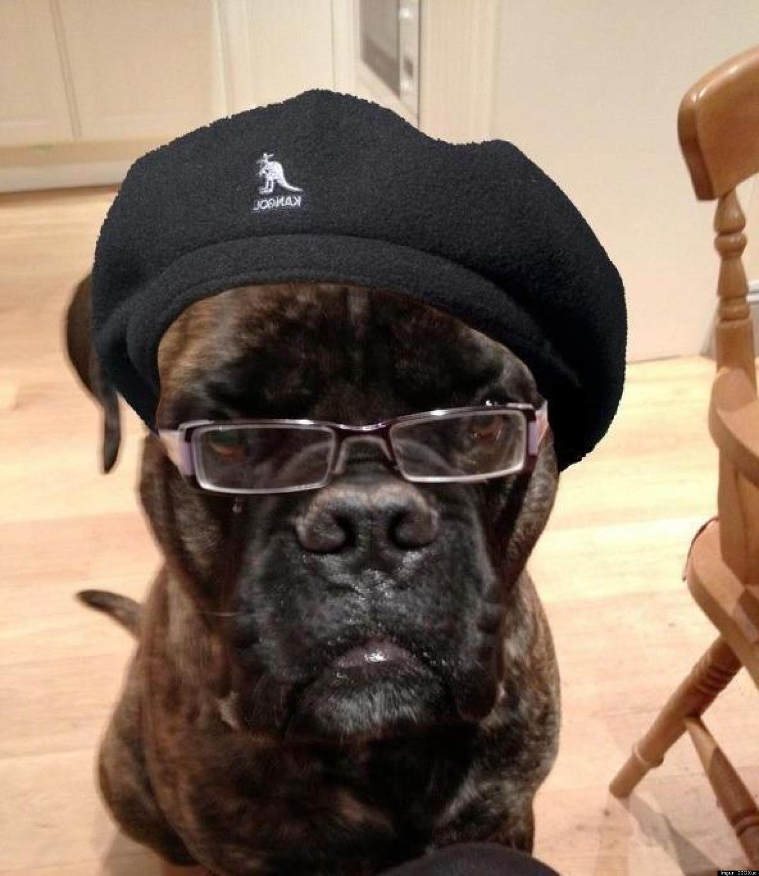Dog Looks Like Samuel L. Jackson, Named 'Samuel L. Dogson' (PHOTO