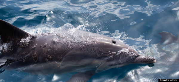 Some Of Ukraine's Military Attack Dolphins AWOL, Report Says