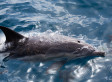 Some Of Ukraine's Military Attack Dolphins AWOL, Report Says