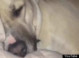WATCH: The Dog That Snores Like Donald Duck