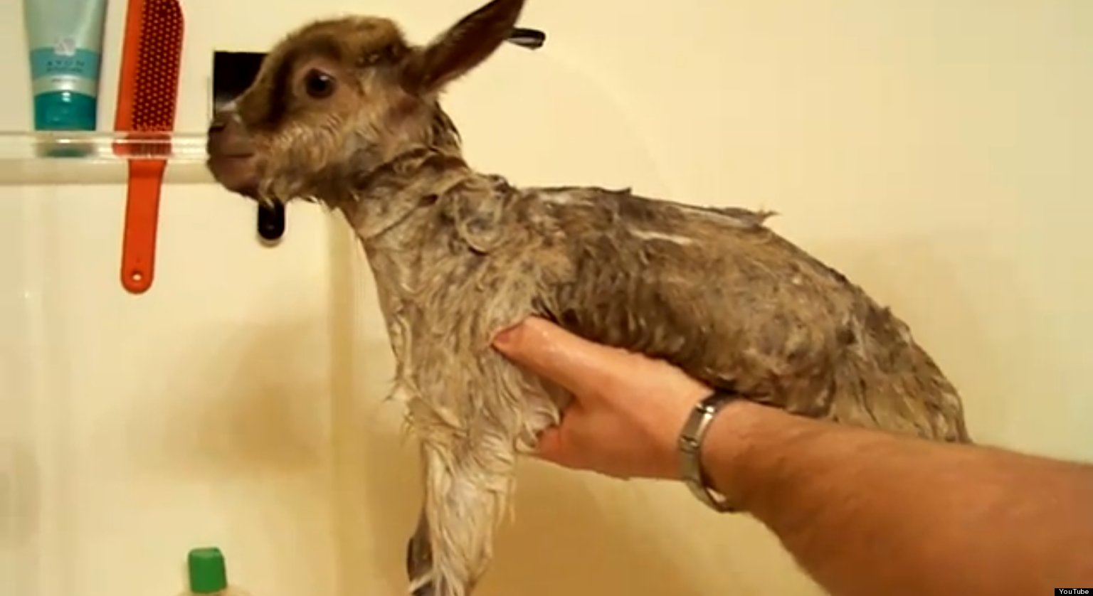 Baby Goat Gets Its First Bath (VIDEO)