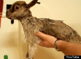 WATCH: Baby Goat Gets Its First Bath