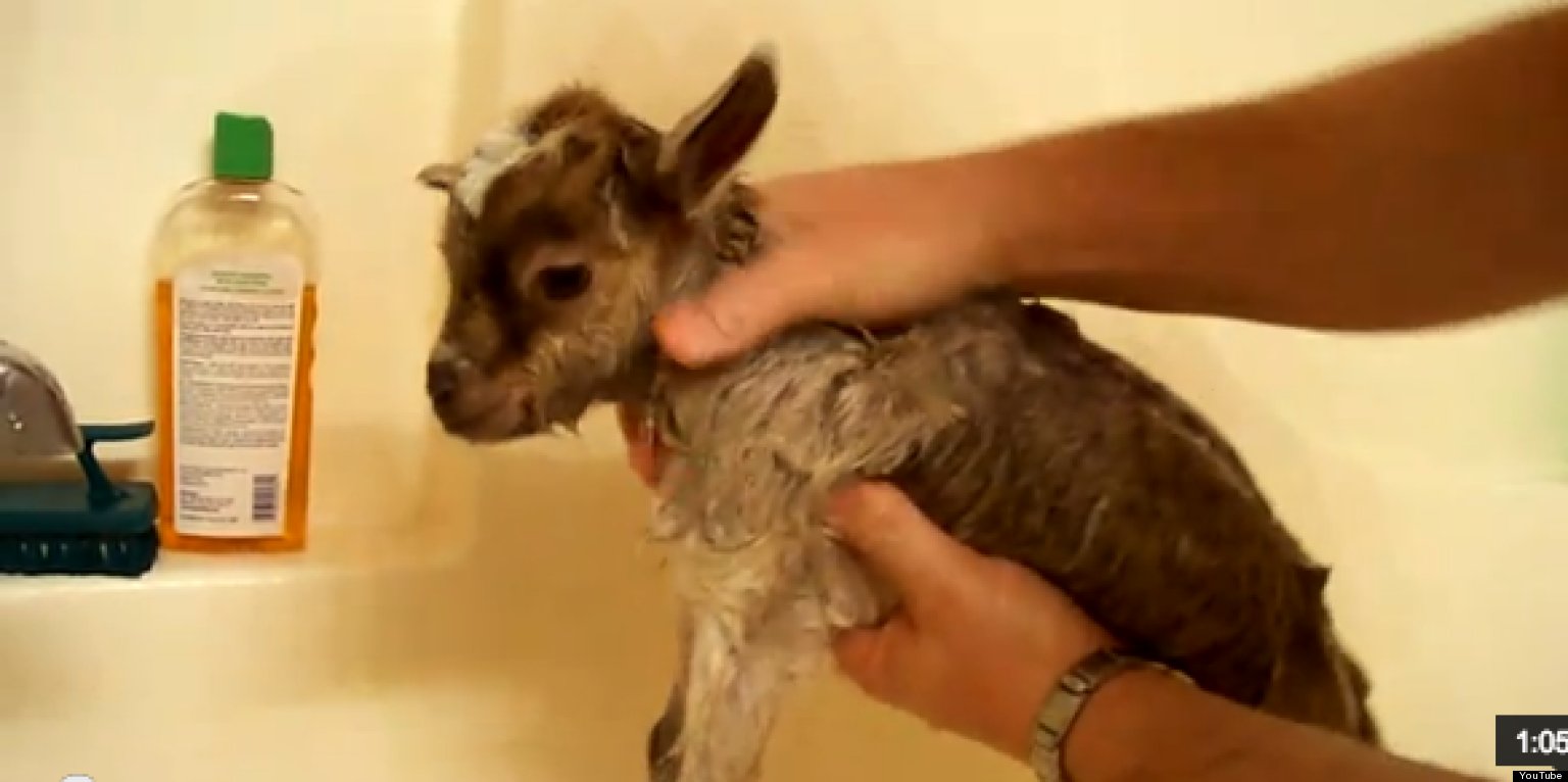Baby Goat's First Bath (VIDEO) HuffPost