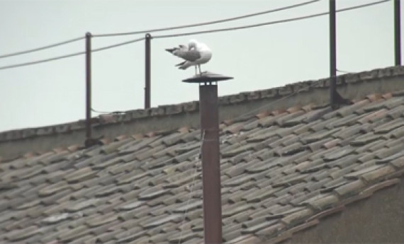 mouette