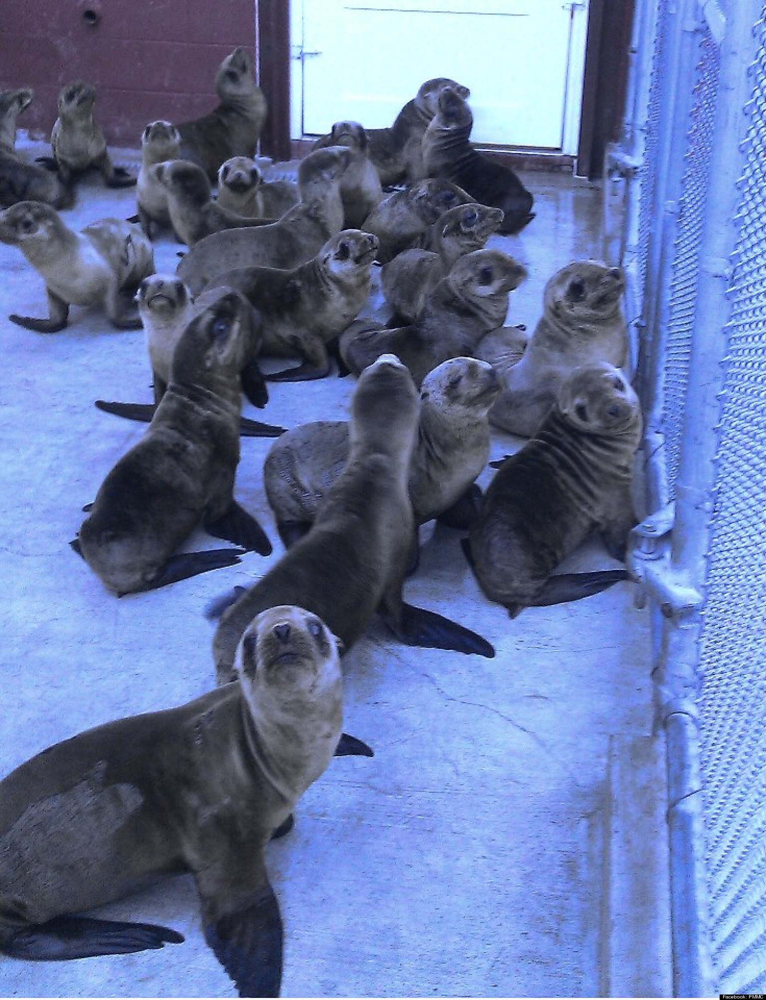 Sea Lion Rescues Overwhelm Pacific Marine Mammal Center (PHOTOS) HuffPost