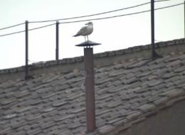 Le pape a failli se faire voler la vedette par une mouette