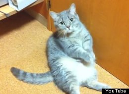 WATCH: World's Laziest Begging Cat