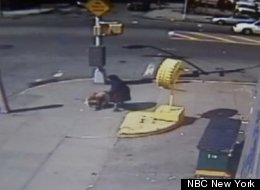 Pit Bull Attack Video