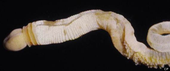 Phallus Worm