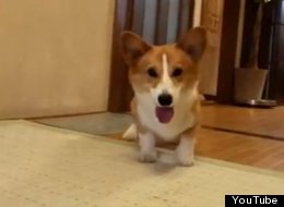 WATCH: Adorable Corgi Goalkeeper