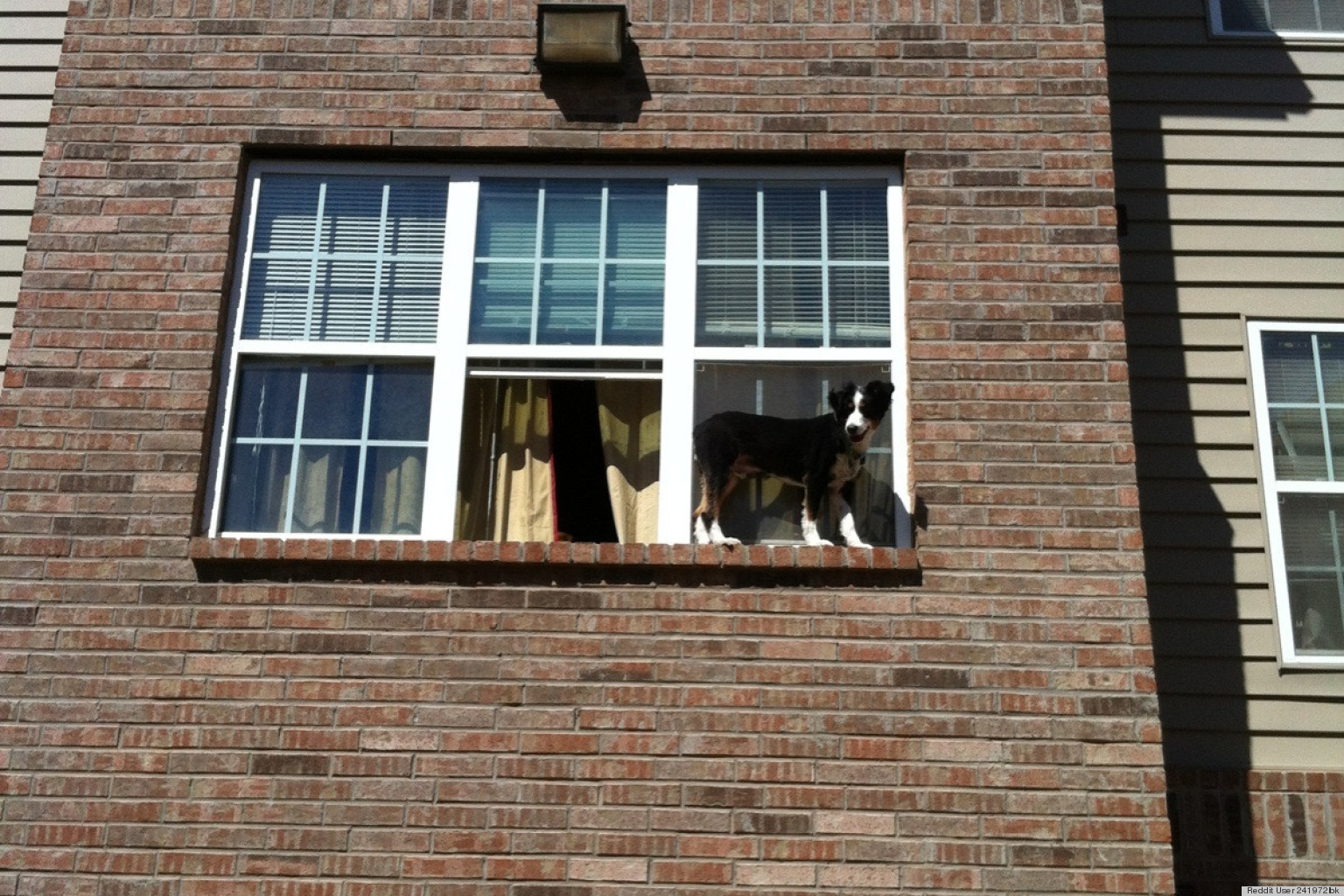 Man Saves Dog On Window Ledge Just In Time, But The Situation Could