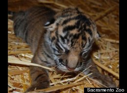 ZooBorns Round-up: Tiger Cubs, Otter Pups & Dik-Diks!