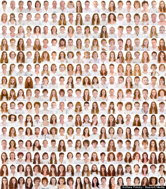 i collect gingers anthea pokroy
