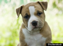Woman Calls 911 To Report 'Abandoned Baby' - A Puppy Baby