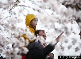 National Cherry Blossom Festival Events: Plan Your Own Adventure