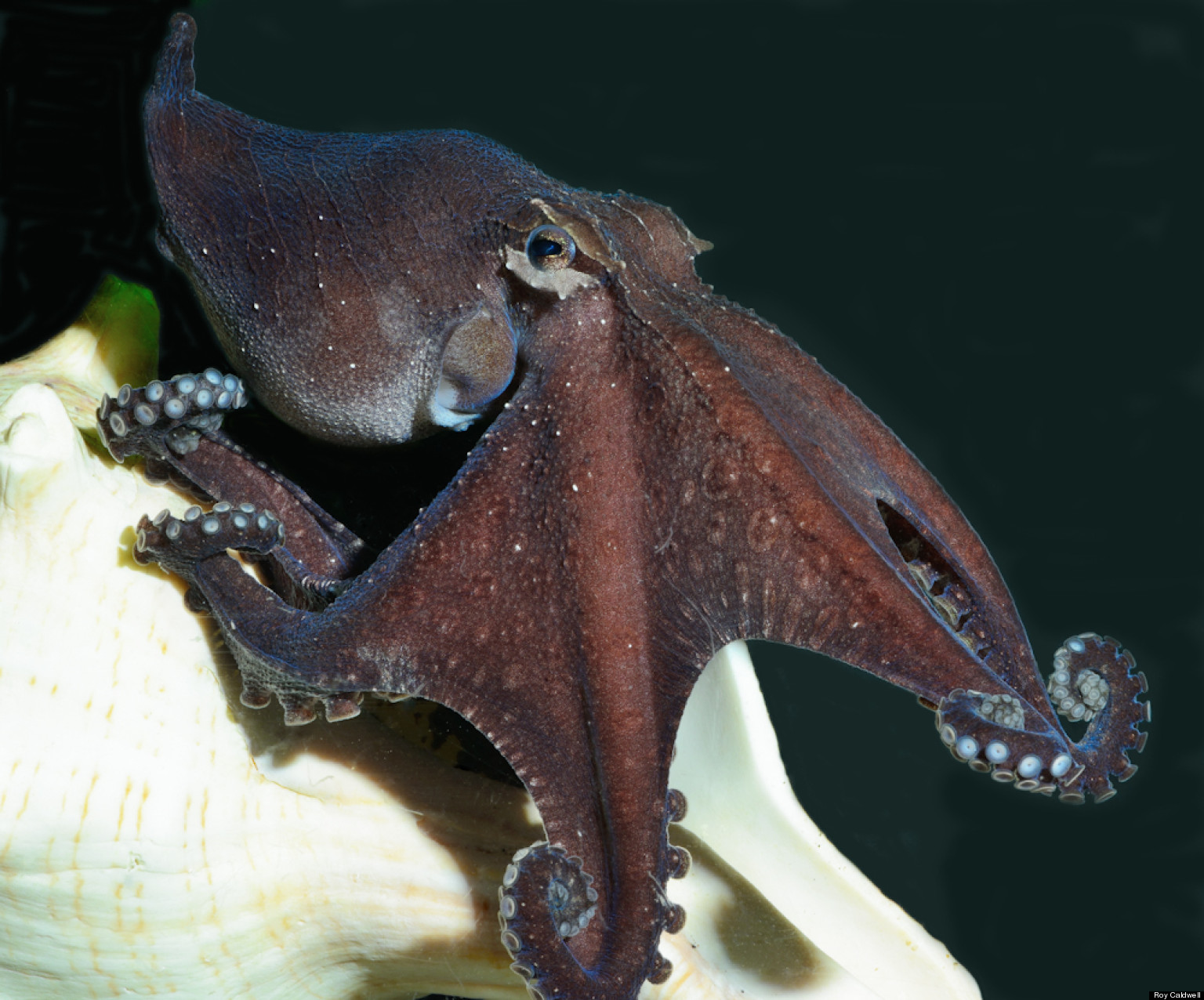 black octopus jellycat