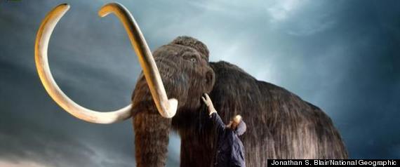 Wooly Mammoth Clone