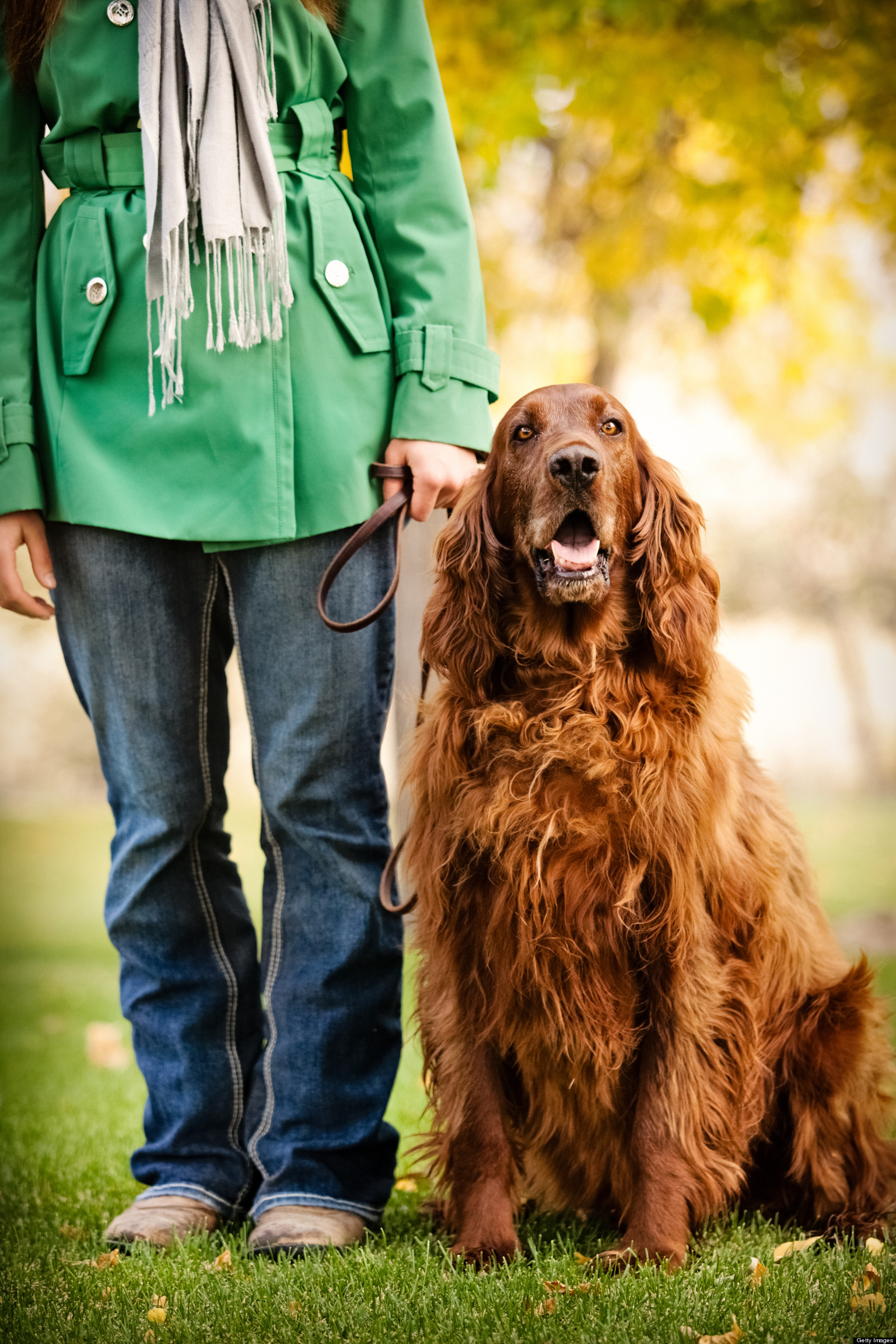 Animals From Ireland Irish Setters, Galway Sheep And More Creatures To Celebrate On St. Patrick