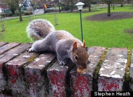 PICS: Meet Dave, The Weetabix-Loving Squirrel
