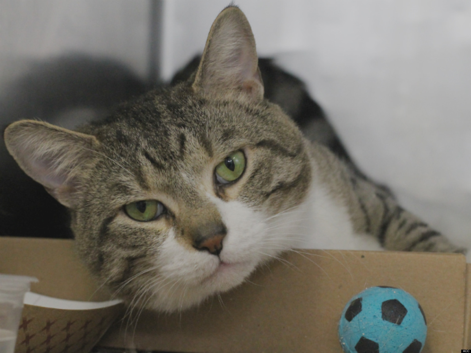 Adopt A Pet In New York City Featured Animals For 3/17/2013, Courtesy