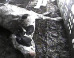 State Lawmakers Push Bills To Limit Undercover Animal Abuse Videos