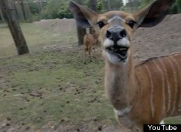 WATCH: Antelope Says 'Huh?' - The Best Seven-Second Video You'll See Today