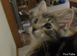 WATCH: Pickles The Kitten Sounds Like A Goat