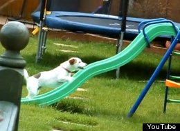 WATCH: Little Dog Vs Slide