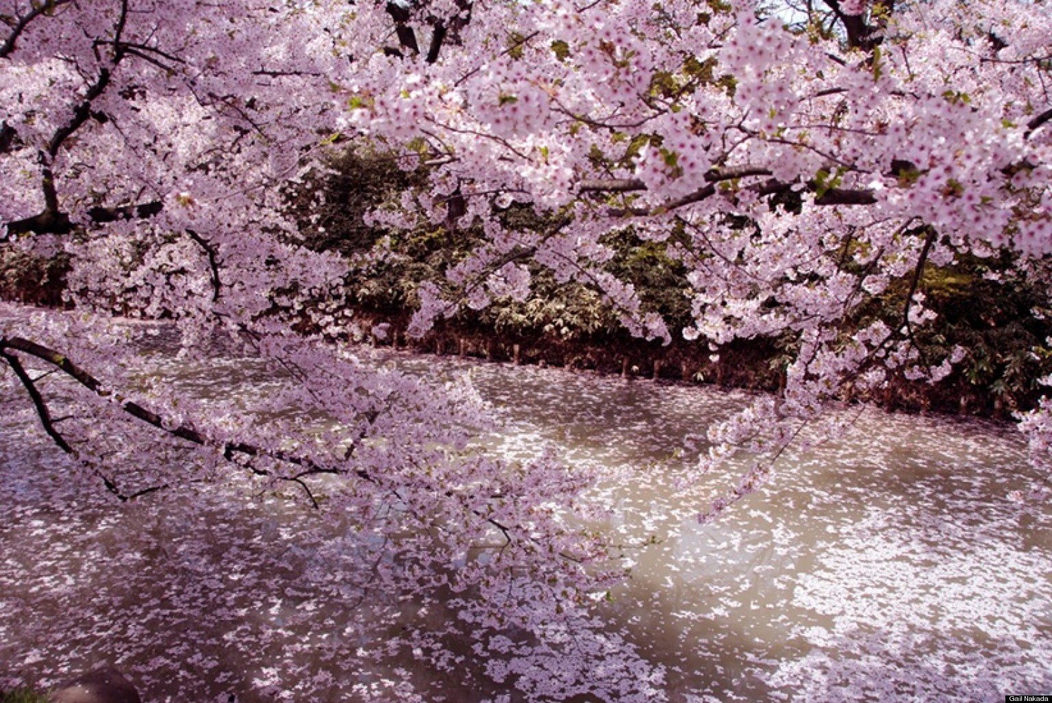 Image result for sakura blossom tokyo