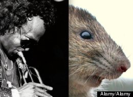 Rats On Cocaine Love Miles Davis (And Other Baffling Science Experiments)